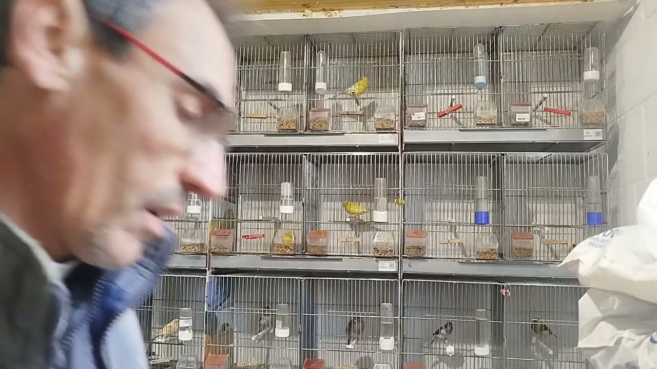 Ratito en el aviario 123(hacemos las parejas para la temporada de cria 2026)