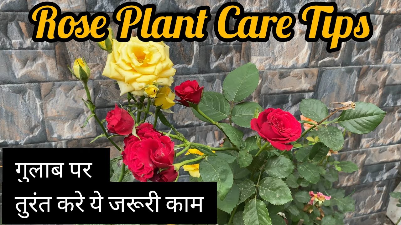 गुलाब में अभी करो ये 3 काम 🌹 वरना पछताओगे! Rose Care Tips #gardening 