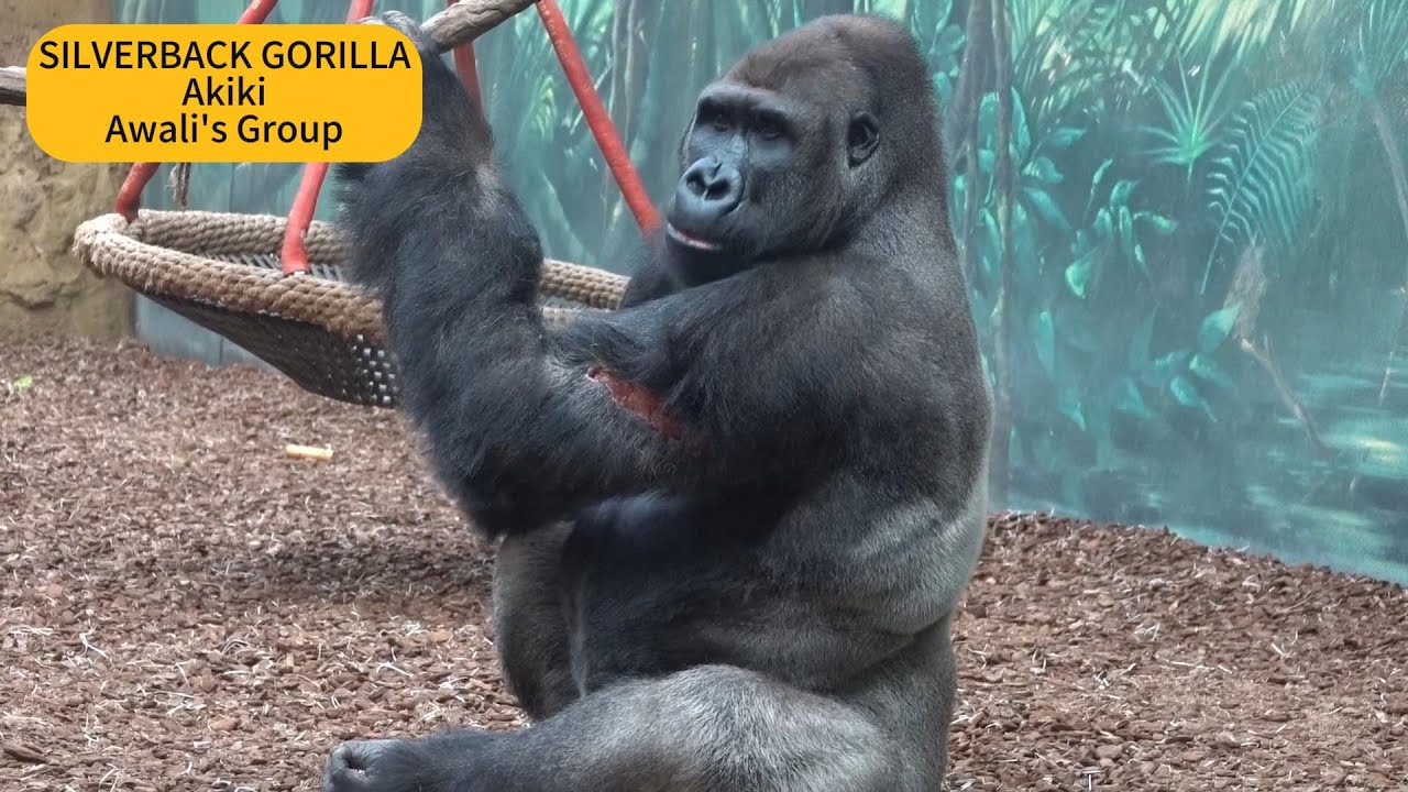 SILVERBACK GORILLA | Awali’s Group | Akiki has a Terrible Wound |#akiki #ngoro #gorilla