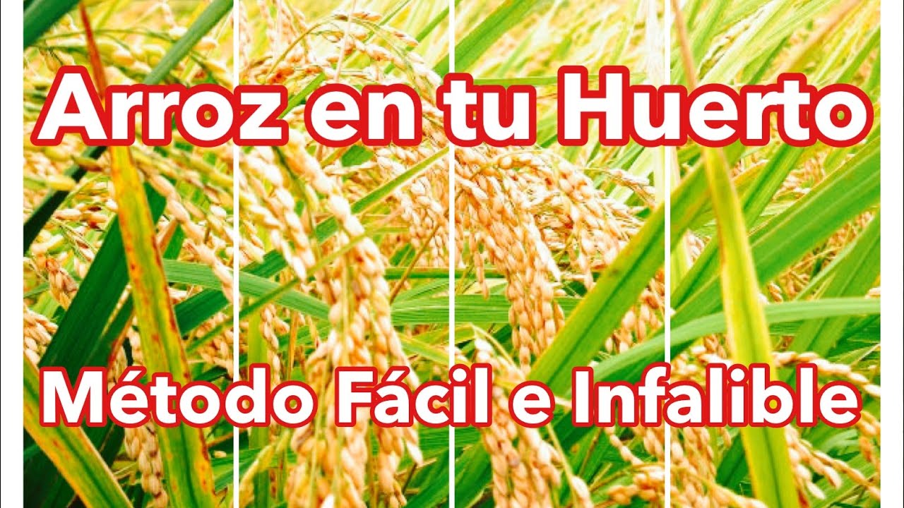 Cómo Sembrar Arroz en El Huerto