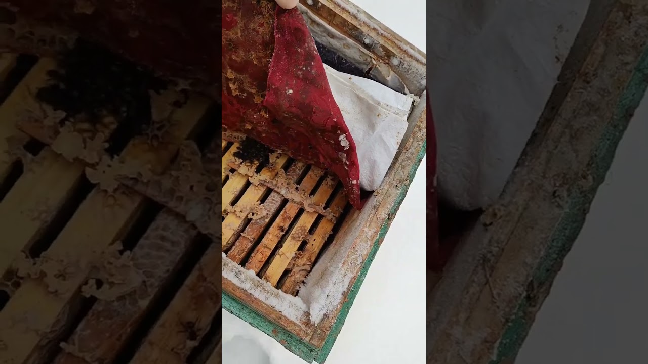Проверка зимовки пчел 