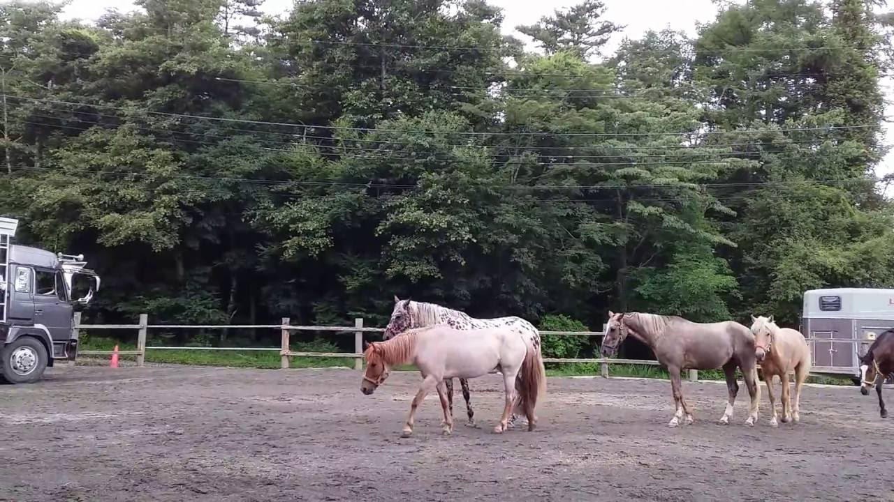 大量の砂に驚く馬たち