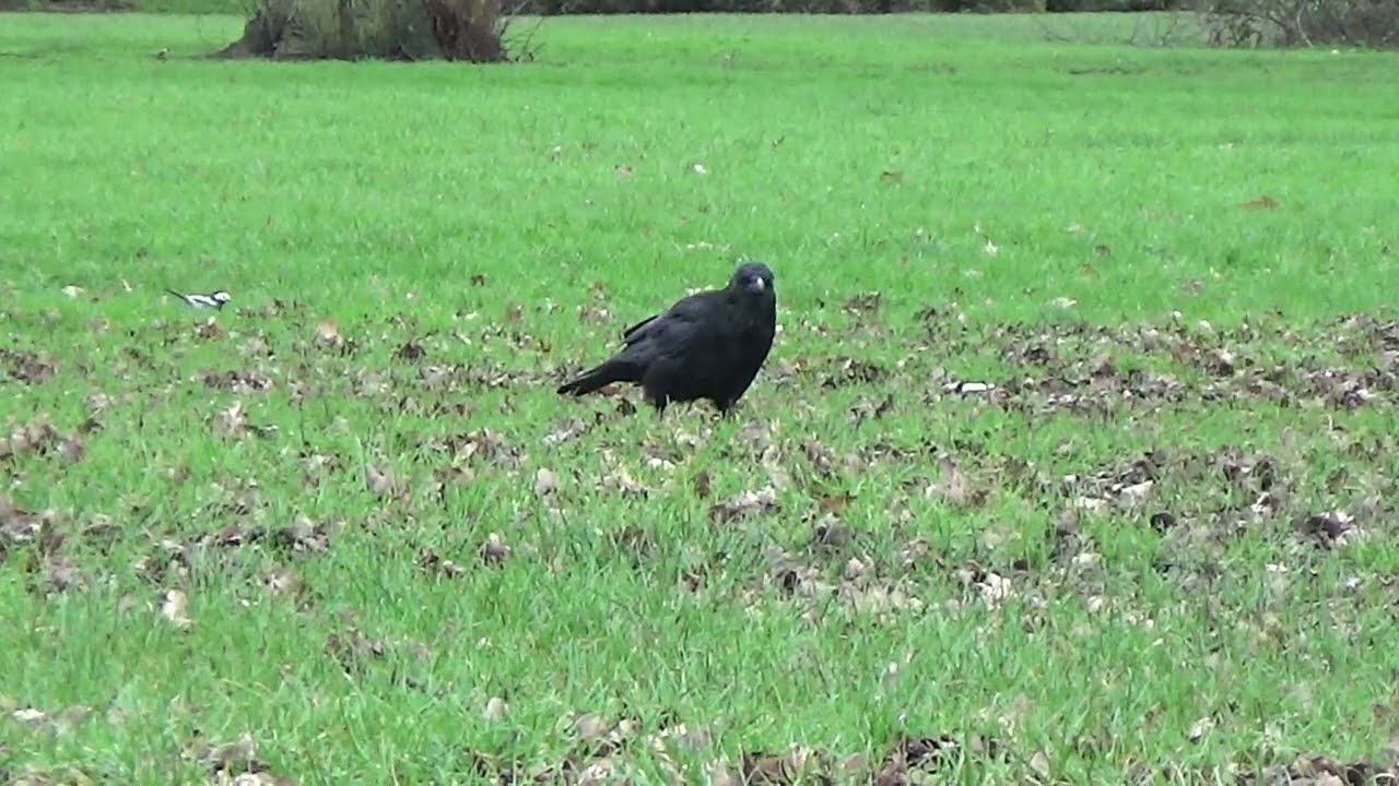 Foraging Crow #crow #crows #birds #wildanimals #wildlife #bird #nature