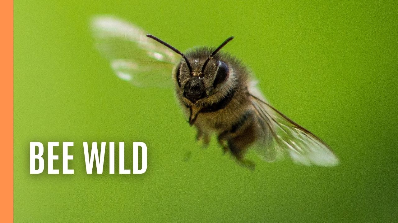 Bee Wild! – The Secret Life of Wild Honey Bees | Full Documentary
