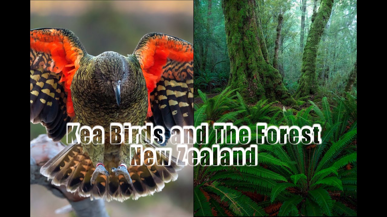 Kea Birds and Forest Photography - New Zealand