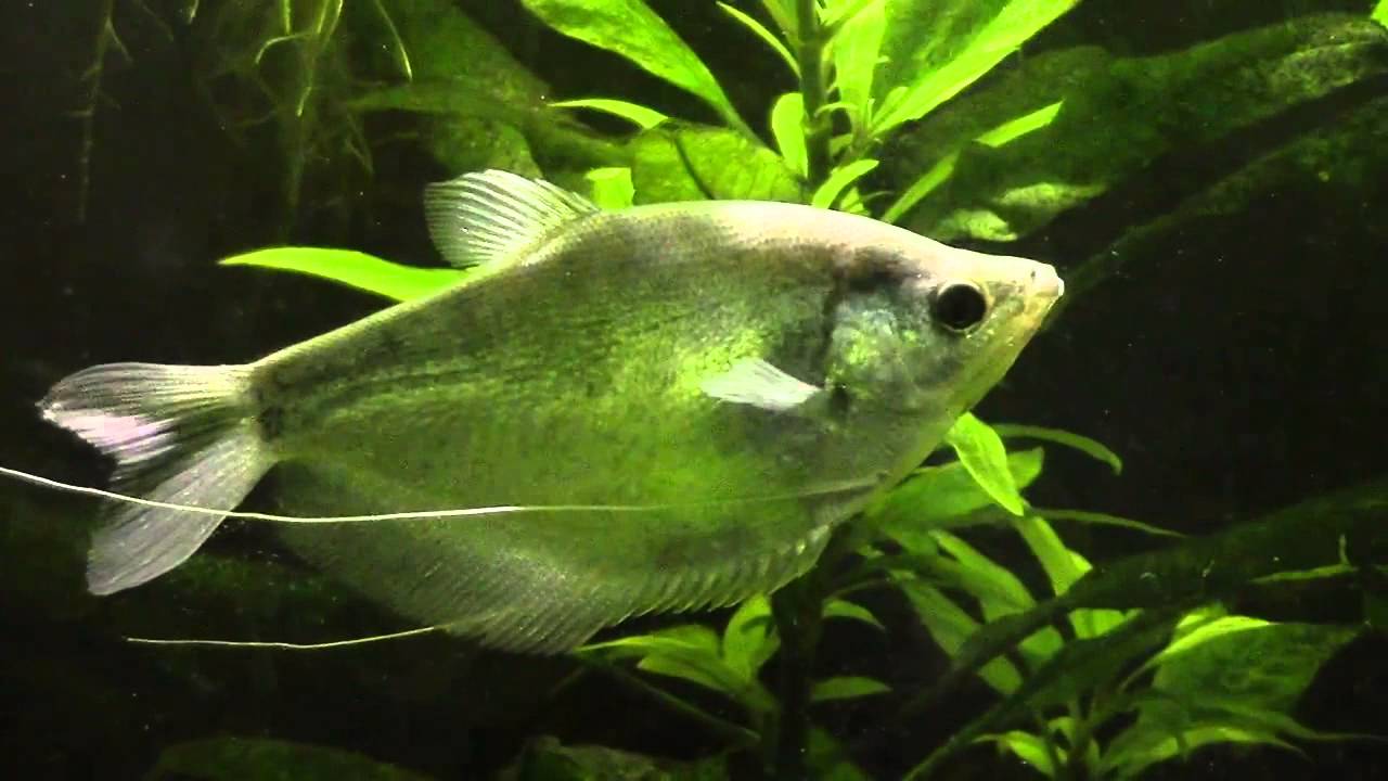 Гурами лунный (Trichogaster microlepis)