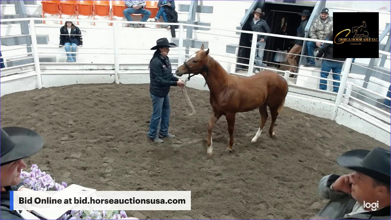 Corsica Horse Sales - Corsica, South Dakota