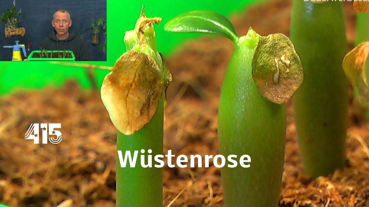 Wüstenrosen Katastrophe. Sämlinge gehen kaputt
