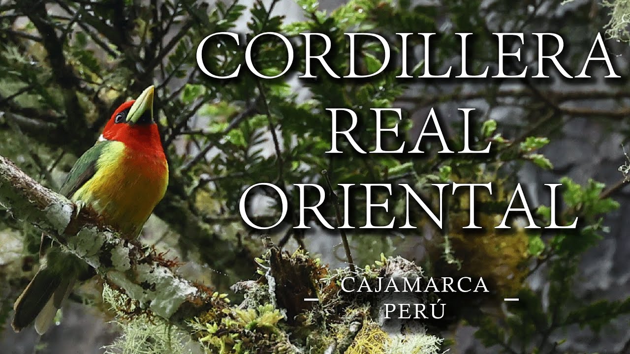 Cordillera Real Oriental - Temp III - Cap 007