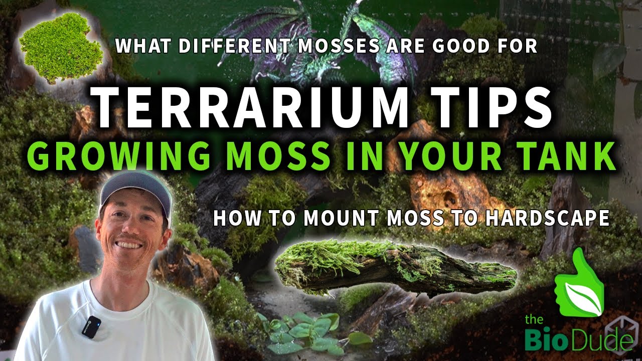 Terrarium Tips: How to Grow Moss in Bioactive Terrariums & Paludariums