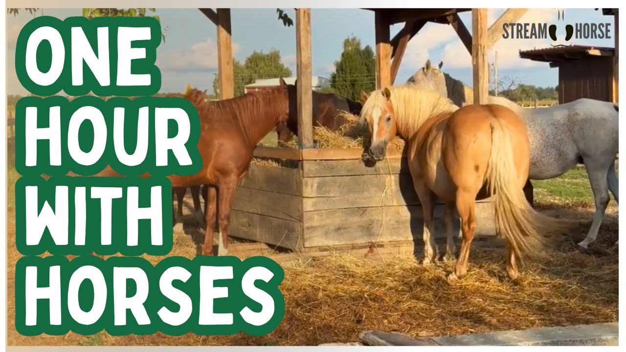 Watch Horses Explore Peaceful Landscapes for 1 Hour — Gentle ASMR and Meditation 🐴👀✨