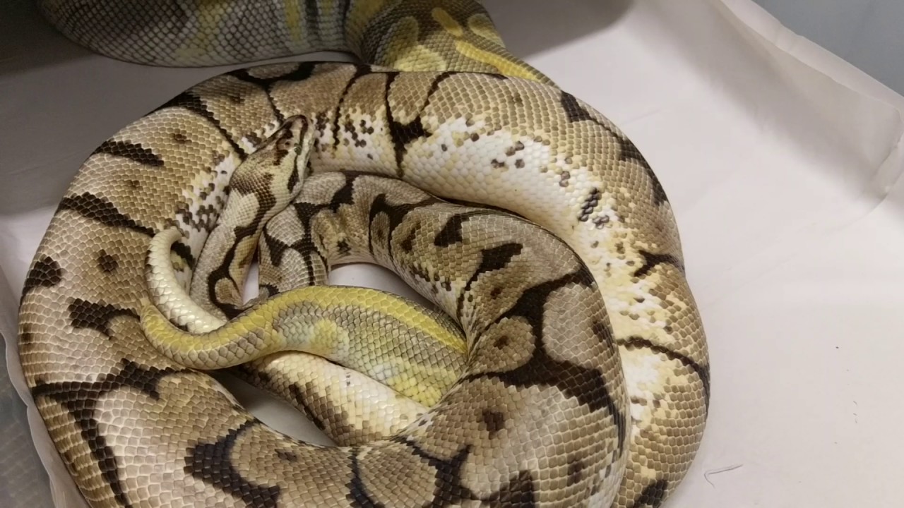 Breeding ball pythons part 3: LOCKS!!!