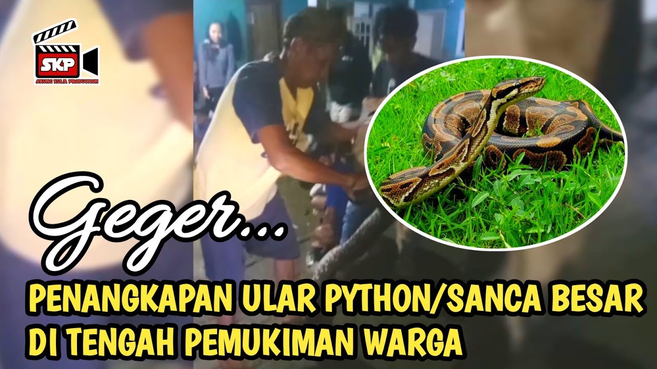 PENANGKAPAN ULAR SANCA - HEBOH WARGA BERHASIL MENANGKAP ULAR PYTHON, SANCA DI TENGAH PEMUKIMAN
