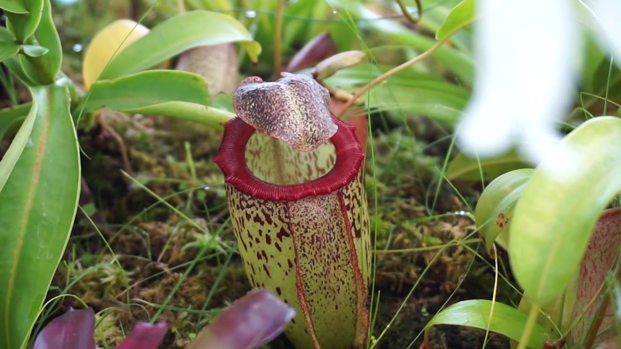 TOUR por el invernadero de NEPENTHES Primavera 2018