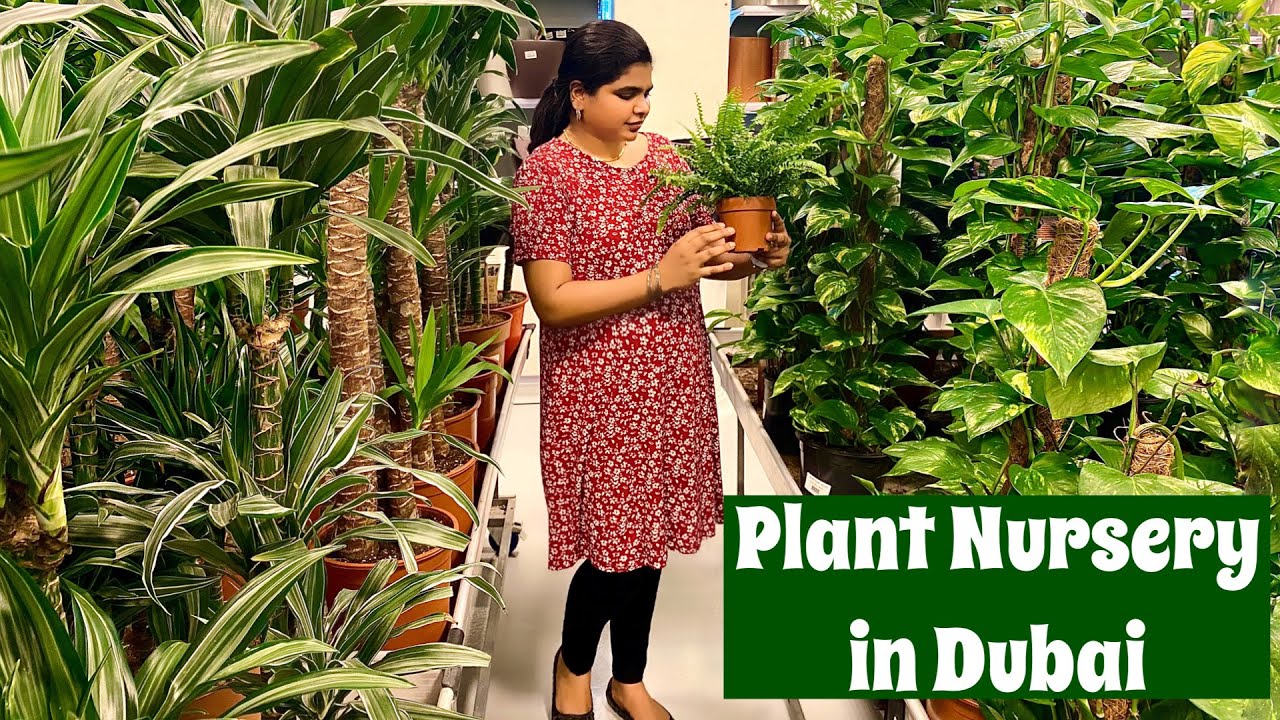 PLANT NURSERY IN DUBAI | Huge Collection Of Plants & Garden Materials | Nursery Tour in Malayalam!