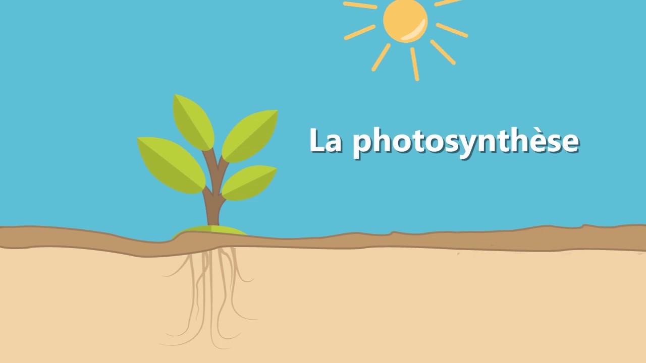 La photosynthèse
