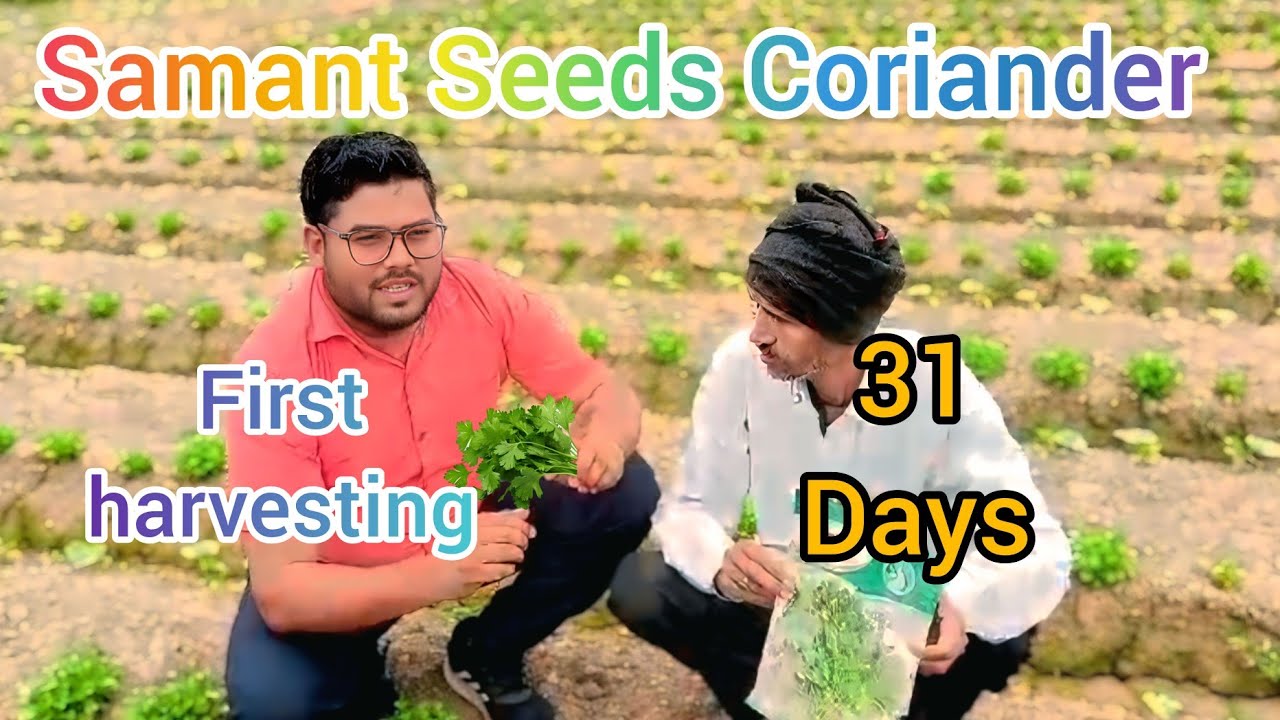 Samant seeds coriander 31 days harvesting