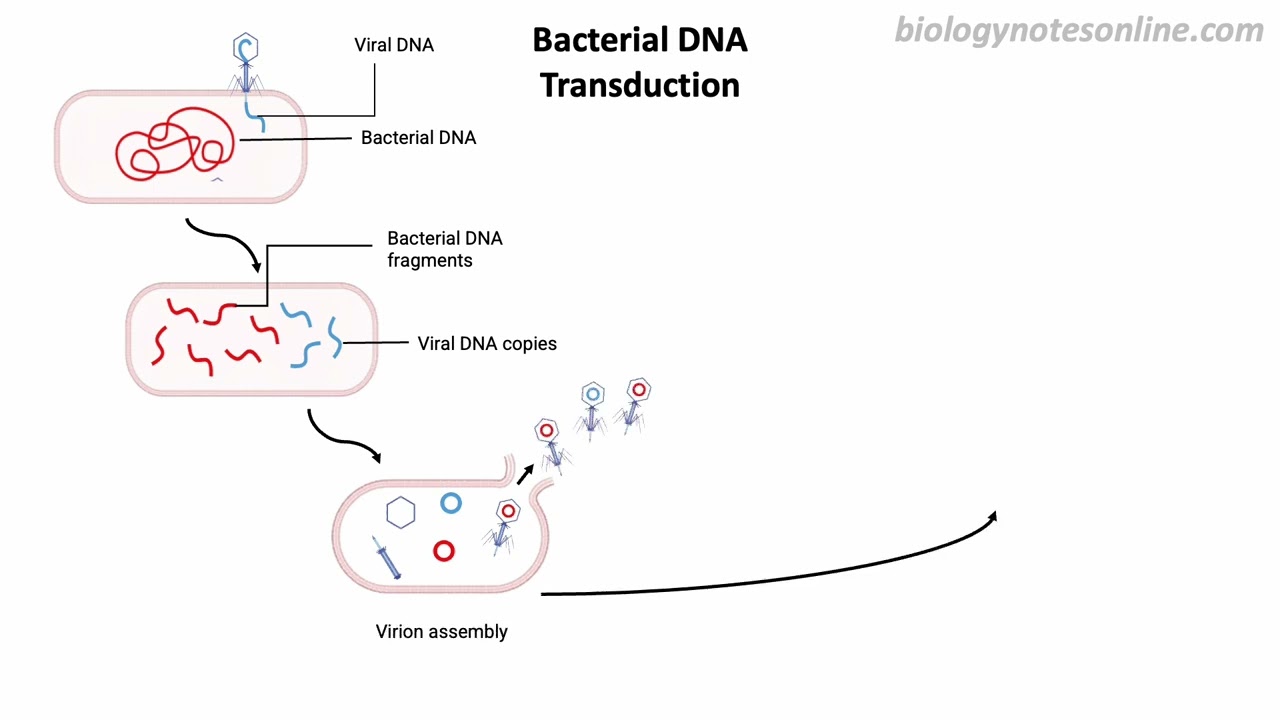 Bacterial DNA Transduction