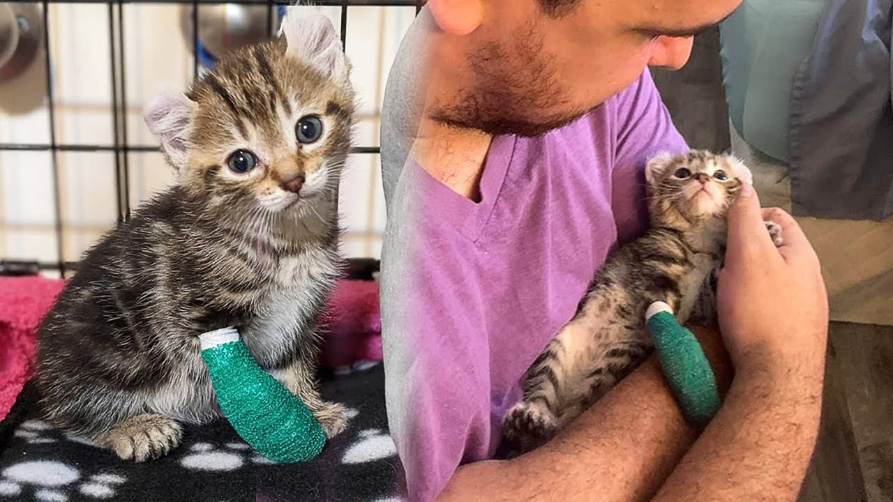 Rescued Kitten With a Bent Leg Doesn't Give Up And Becomes An Absolute Beauty
