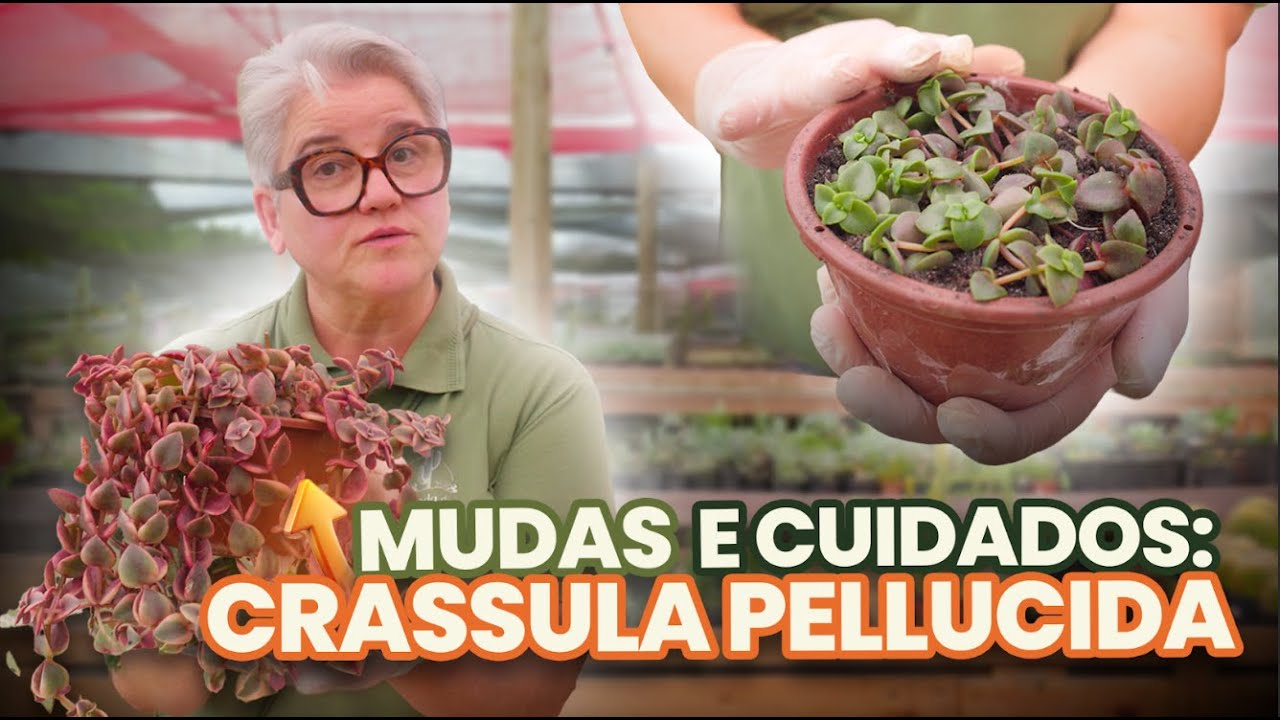 Mudas e Cuidados: Crassula Pellucida