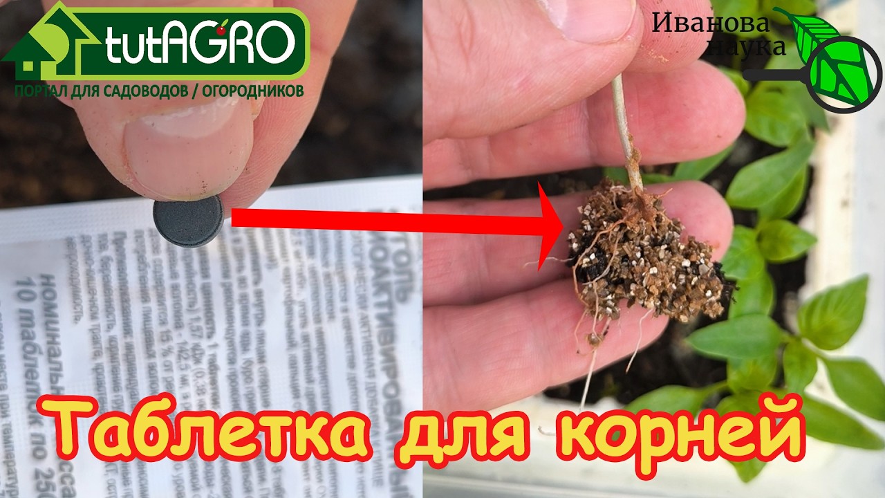 Самый ПРОСТОЙ и ЭФФЕКТИВНЫЙ способ рассадить рассаду перца. Перец попрет как на дрожжах!