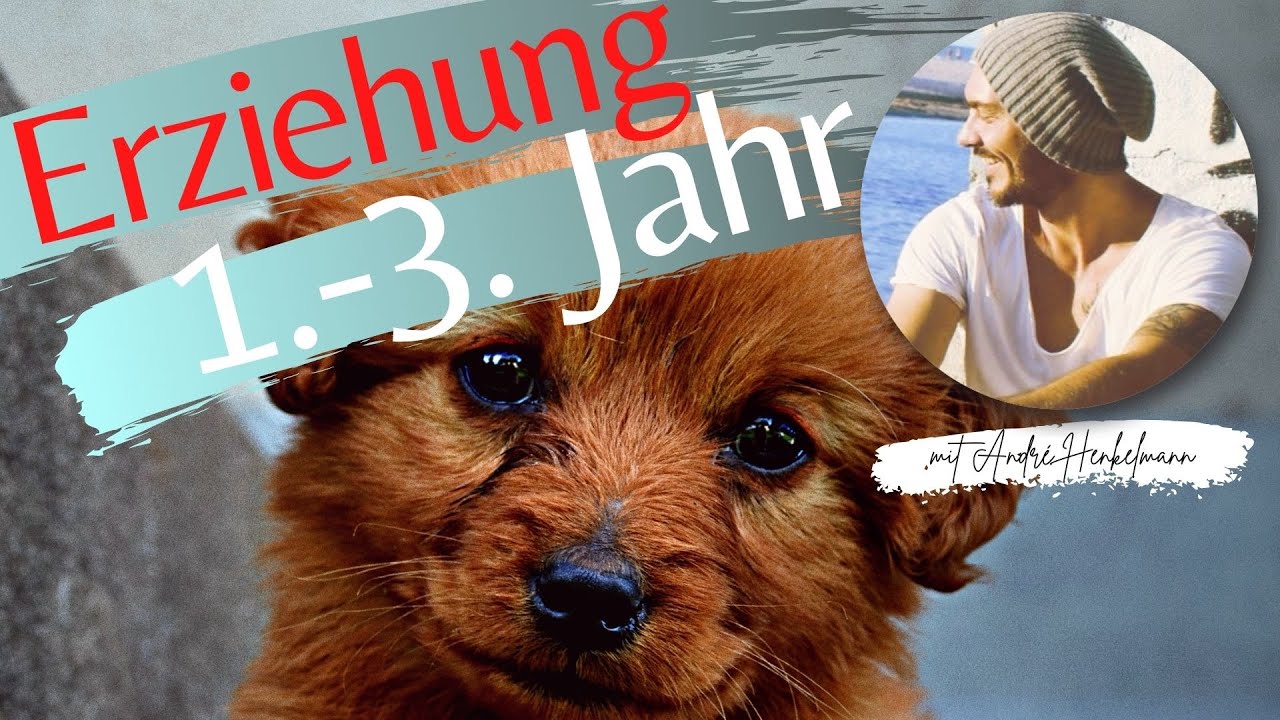 Zeitfenster für die Hundeerziehung von der 8. Lebenswoche bis zum 3. Lebensjahr! Profi-Tipps!