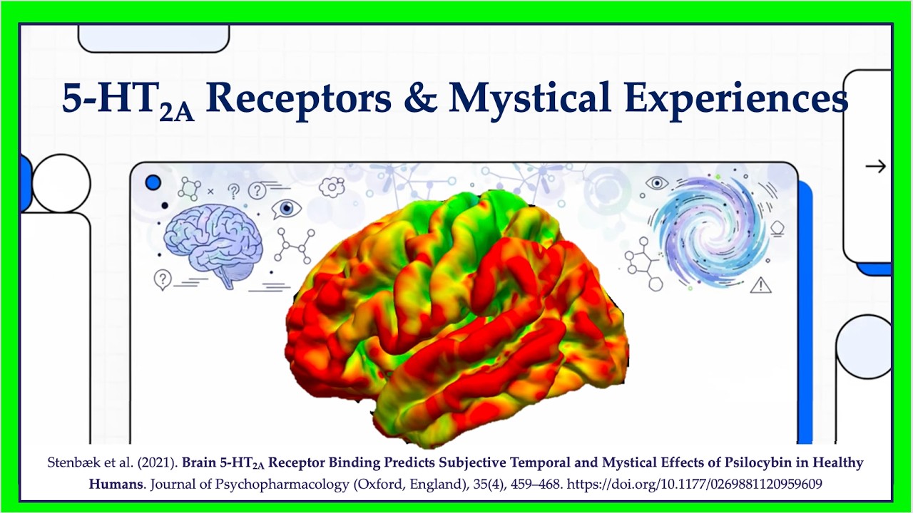 Receptory serotoniny 2A w m&oacute;zgu przewidują mistyczne efekty psychodeliczne (Stenb&aelig;k i in., 2021)