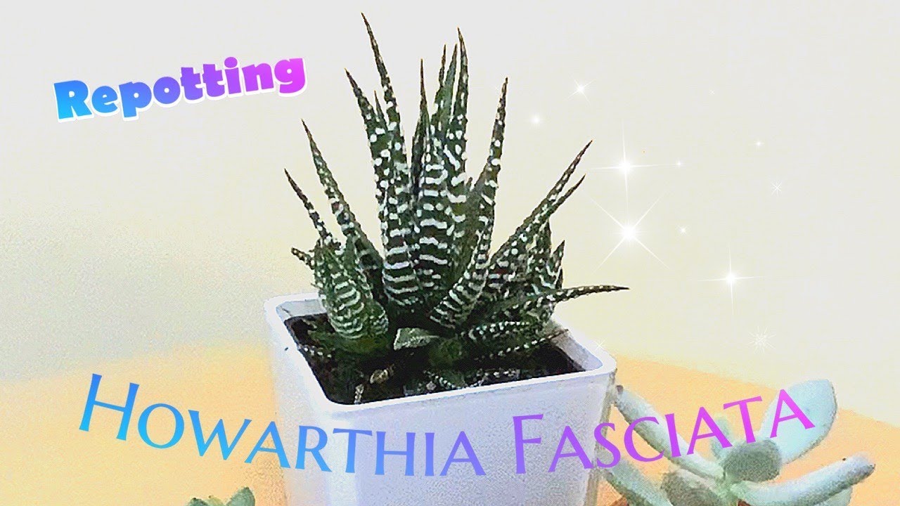 Howarthia Fasciata | Zebra Plant | Repotting | Baby Plants 🌱