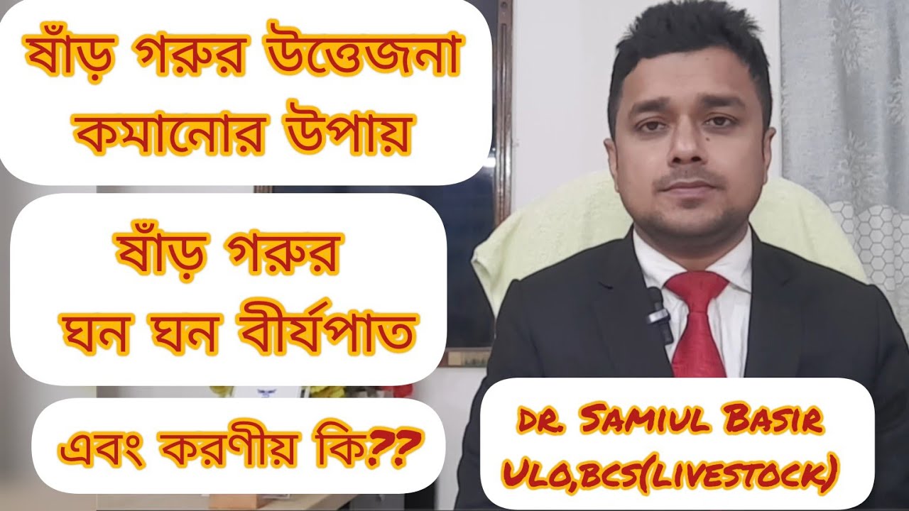 ষাঁড় গরুর উত্তেজনা কমানোর উপায়। ষাঁড় গরুর ঘন ঘন বীর্যপাতে করণীয় কি। ষাঁড় গরুর উত্তেজনা কমানোর ঔষধ।