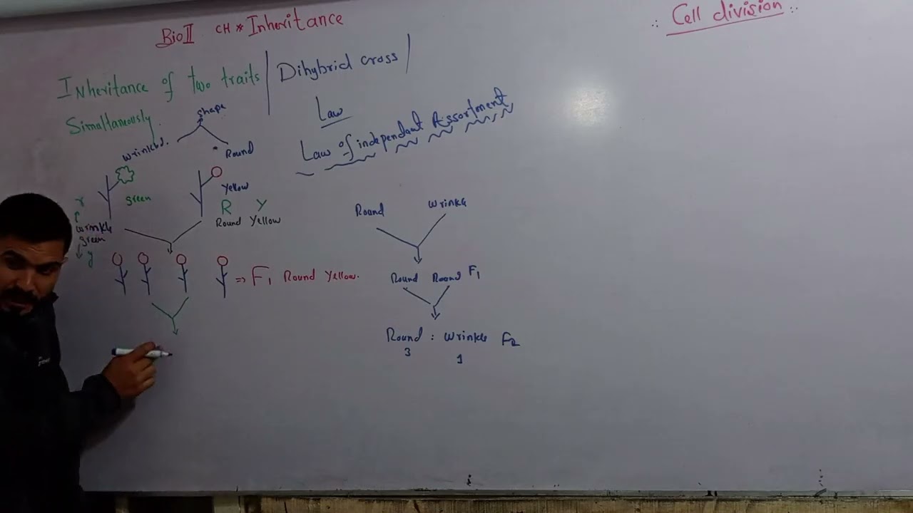 L4 Updated part1 inheritance of two traits, hybrid cross law of independent assortment