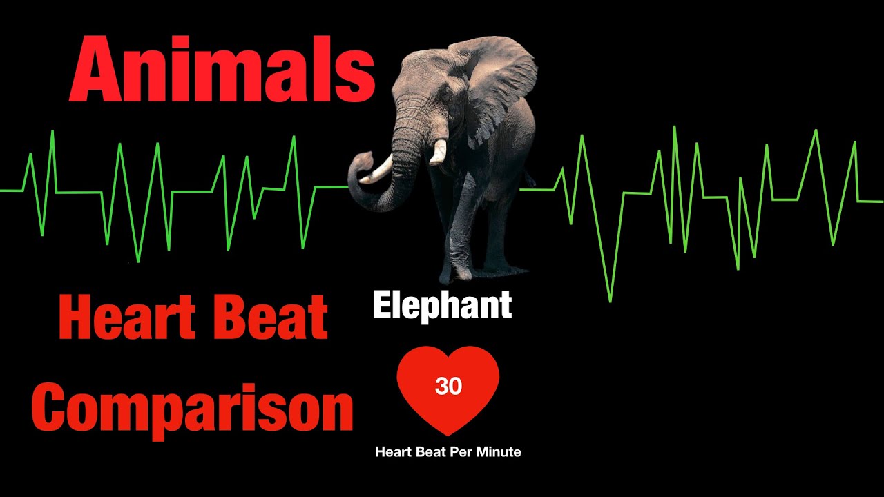 Comparison:Heartbeat:Animals Heartbeat|Incredible Human Heartbeat❤️❤️ Sound|Human Heartbeat Sound.