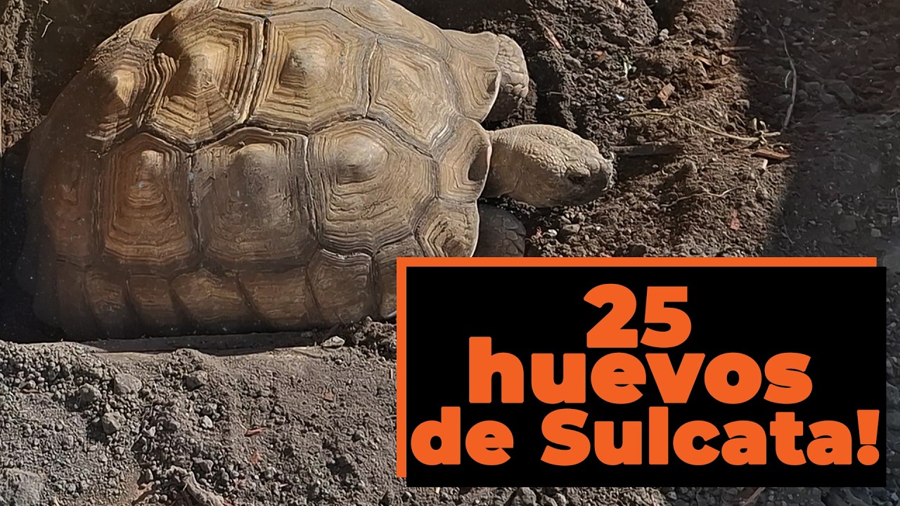 ¡Nuestra Sulcata puso 25 huevos el 14 de Febrero!