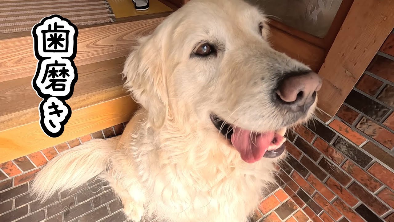 【賛否両論】大型犬の正しい歯の磨き方・・・。　#メイちゃんねる