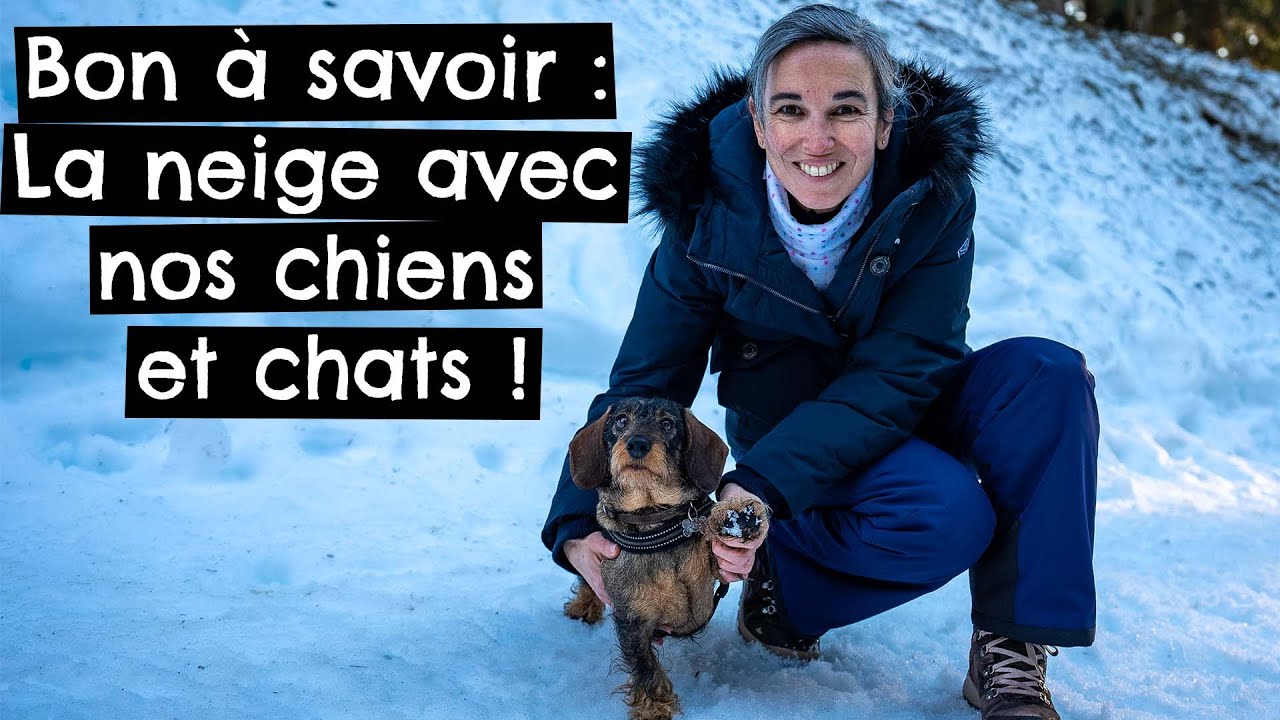 Bon à savoir : La neige avec nos chiens et chats ! ❄️ 🐶 🐱