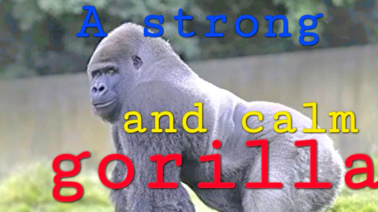 The gorilla 