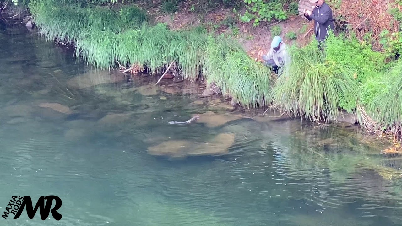 ⛔️ ⚠️SALMON A MOSCA RIO NARCEA (Flyastur Guias de pesca)⚠️ ⛔️