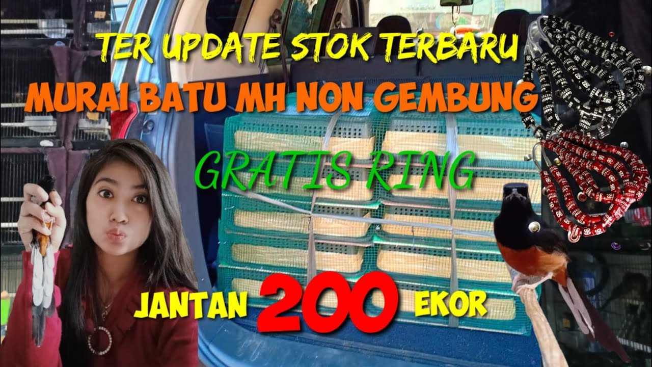 MURAI BATU NON GEMBUNG 200EKOR JANTAN PALING PANJANG EKOR 21