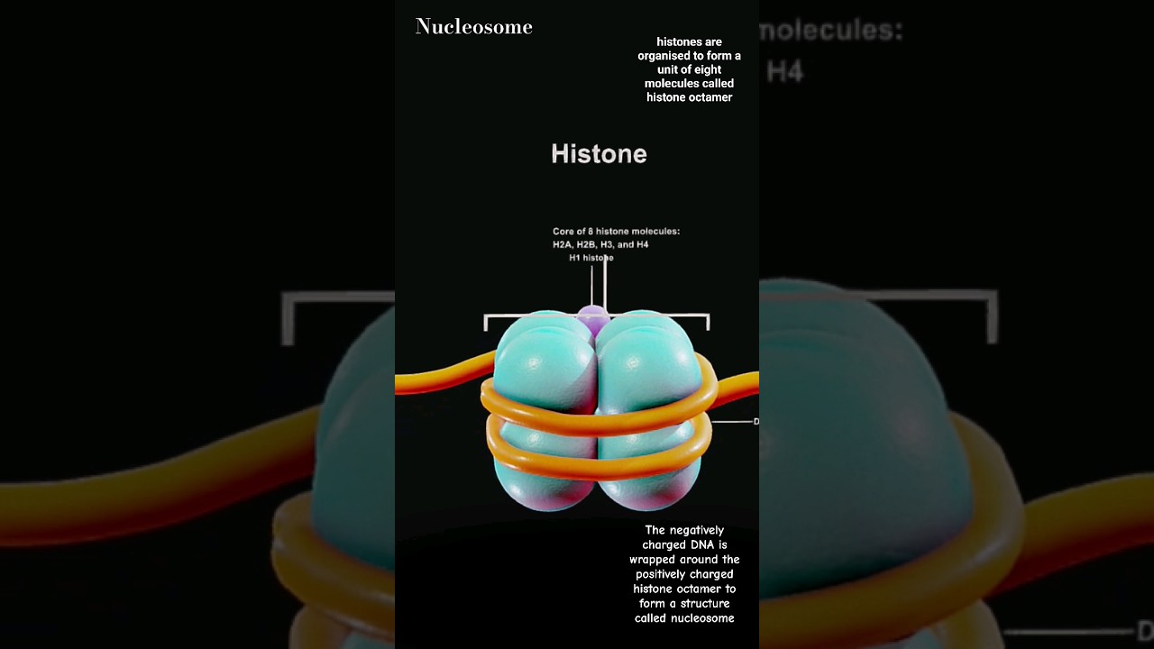 DNA packaging [Nucleosome (histone protein explanation)]