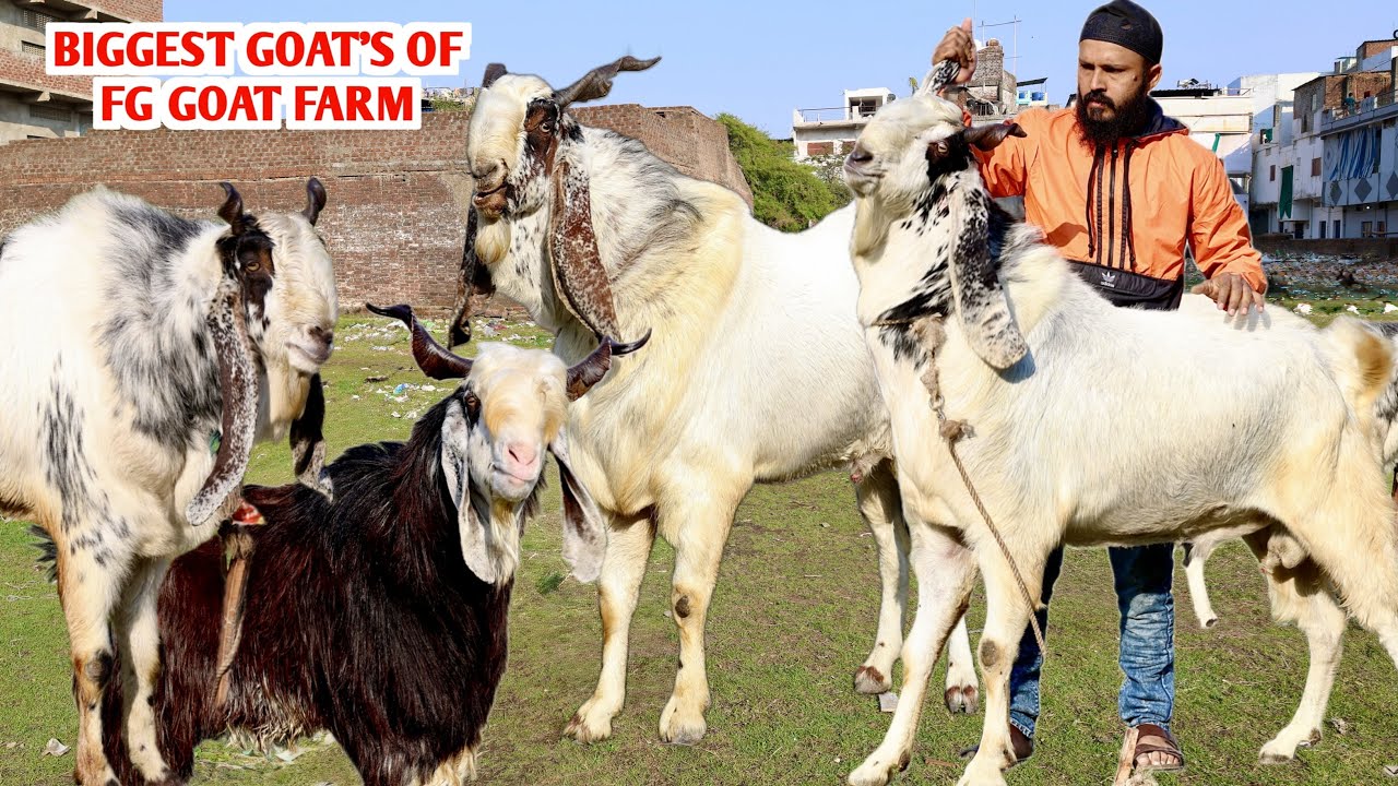 Biggest Kota Bakre At FG Goat Farm