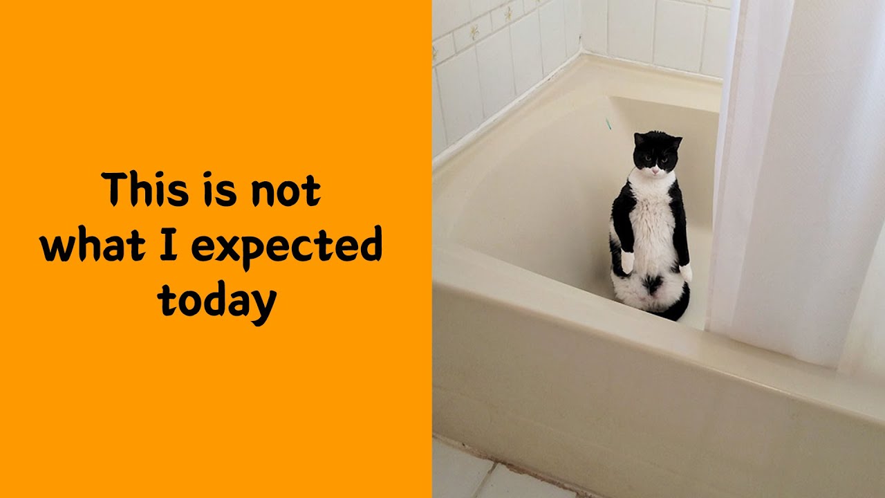 50 Cats With Fur Markings That Look Too Wild to Be Real