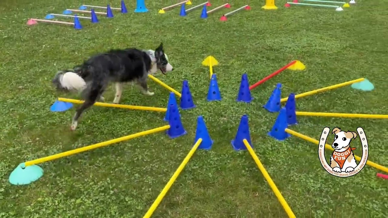 Cavaletti meets distance mit Hund