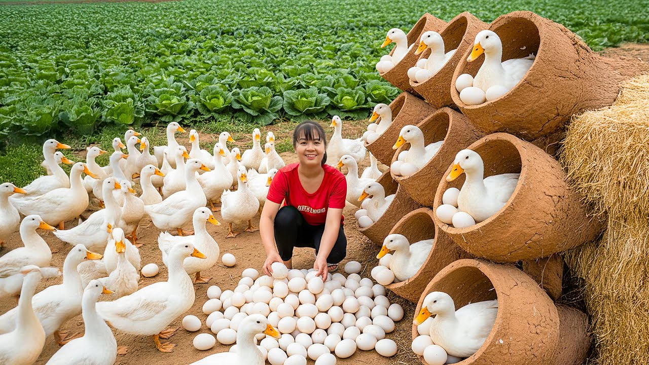 TIMELAPSE -- Harvest 200Kg Giant Forest Duck & Rare Duck Egg, Cook Spicy Soup | Phương Countryside