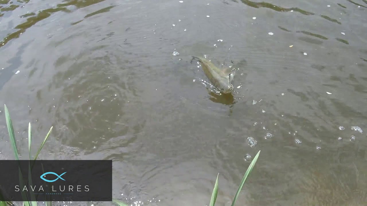 Sava Lures ASP jerkbait 60 vs aspius