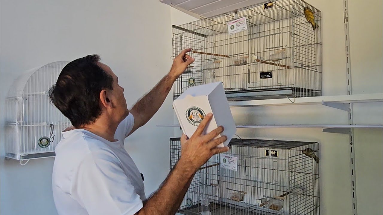 COLOCAÇÃO DOS NINHOS E DOS MATERIAIS. AGORA VAI...#criatoriodp #canariodaterra #viral vídeos 