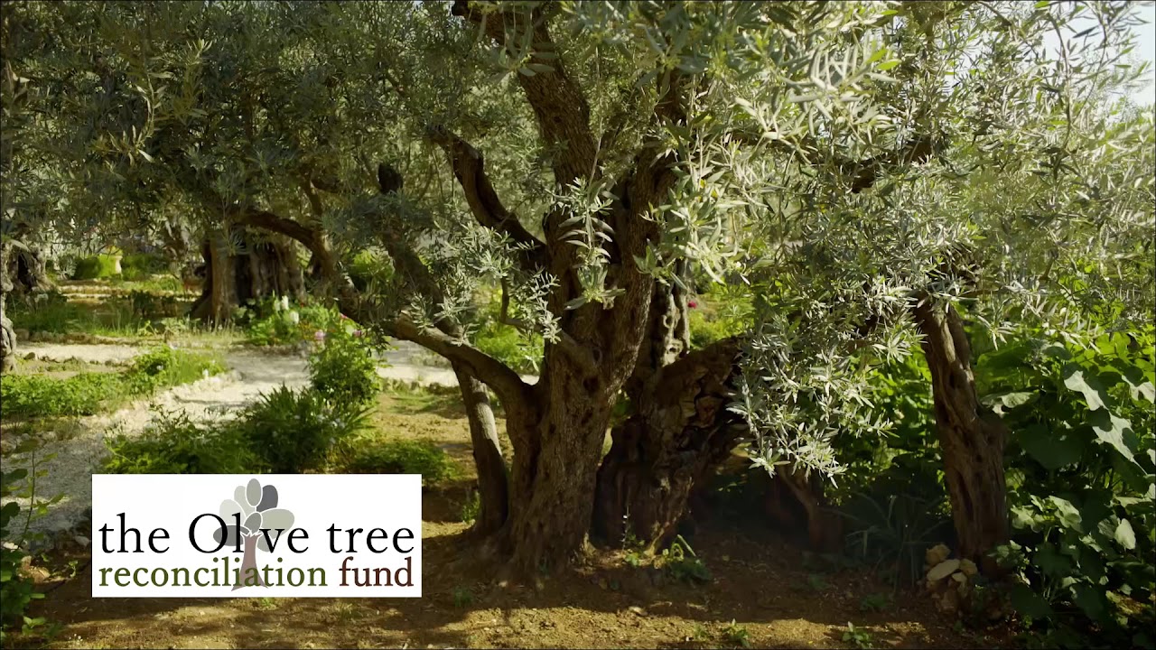 The Olive Tree 188 &ndash; Alison Barnett (part 2 of 2)