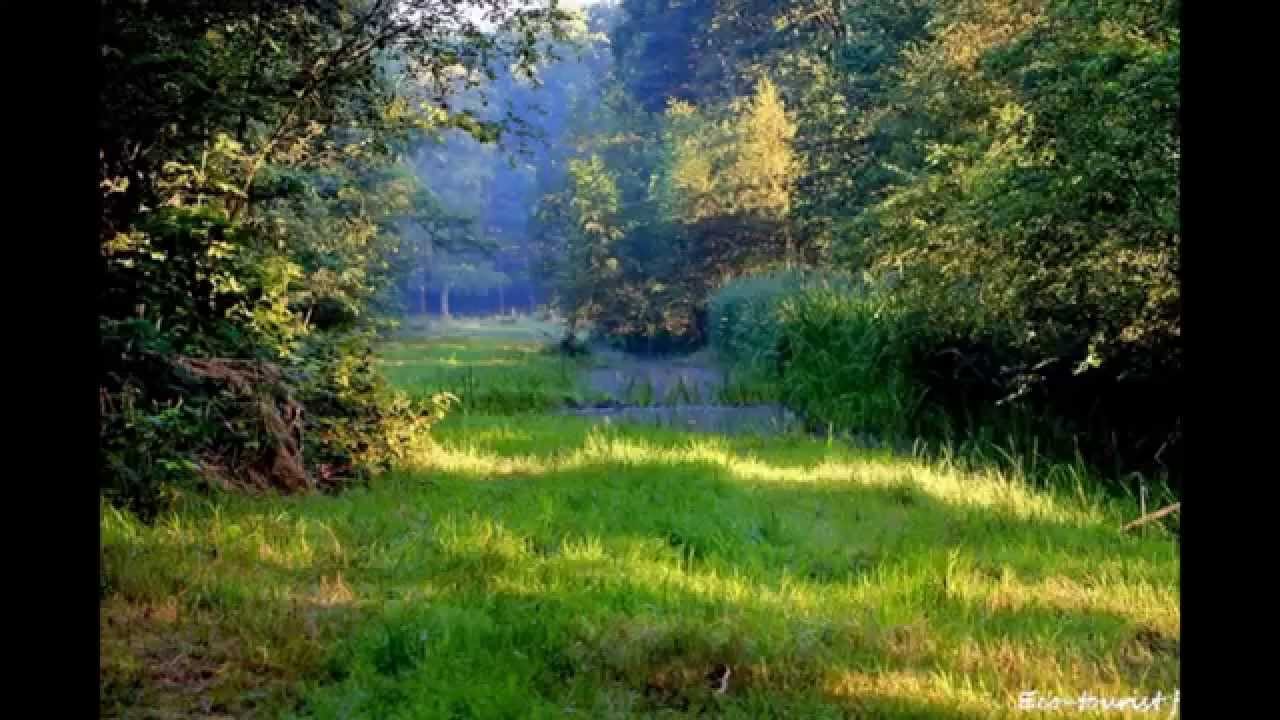 Natuurkampeerterrein De Biezen Aarle-Rixtel