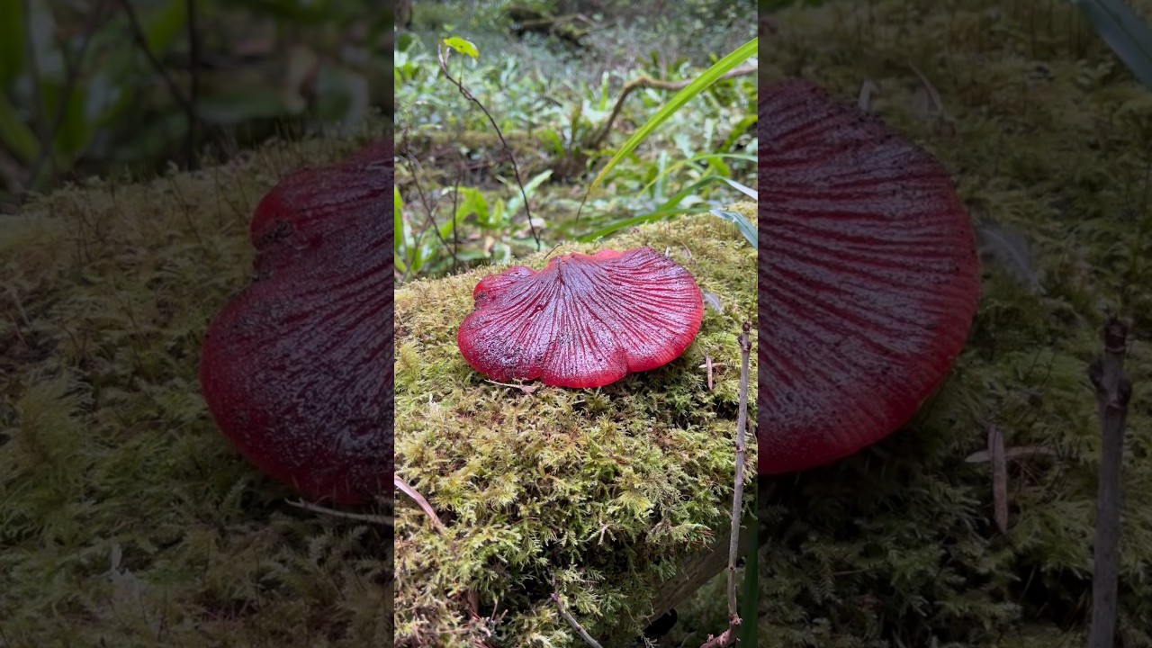 Грибной бифштекс 🍄 🥩 #собирательство #гриб #грибнойбифштекс #лесныегрибы