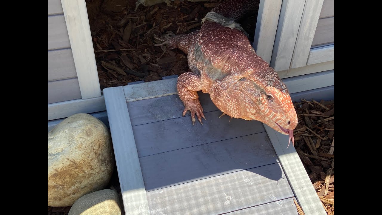 SETTING UP NEW OUTDOOR TEGU ENCLOSURE!!!!