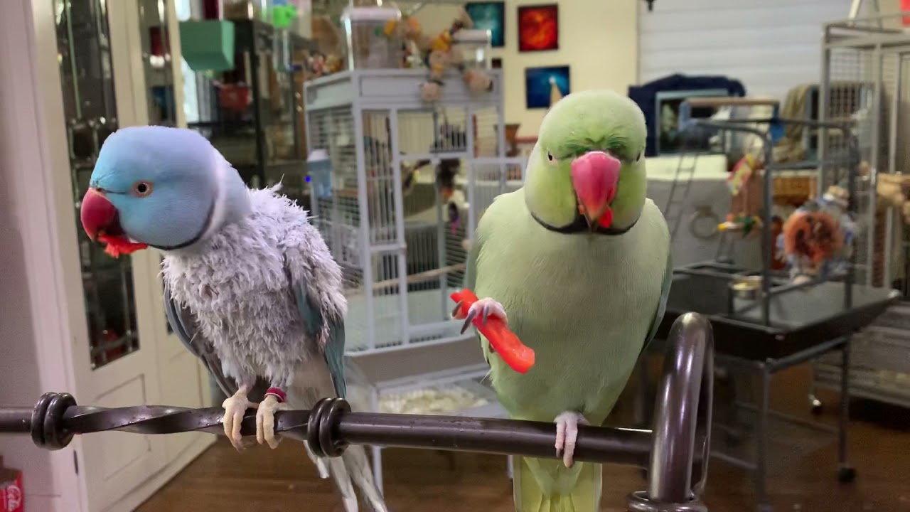 Pepper time! Healthy snacks!