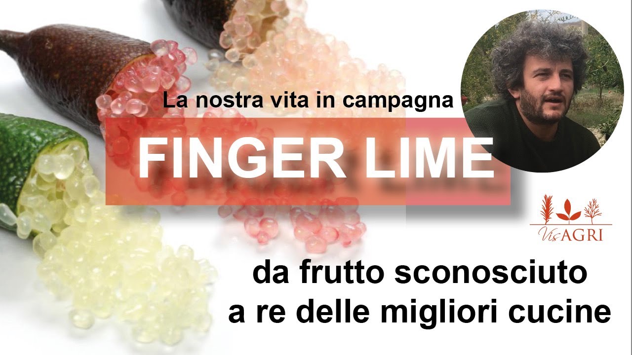 Finger Lime: da perfetto sconosciuto a caviale di limone